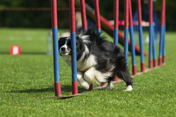 Cão no concurso de agilidade — Fotografia de Stock