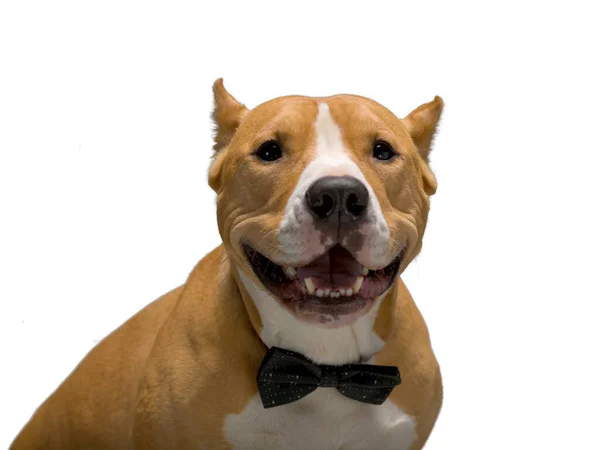 Staffordshire Terrier Una Corbata Lazo Sonríe Mira Espectador Aislado Fondo — Foto de Stock