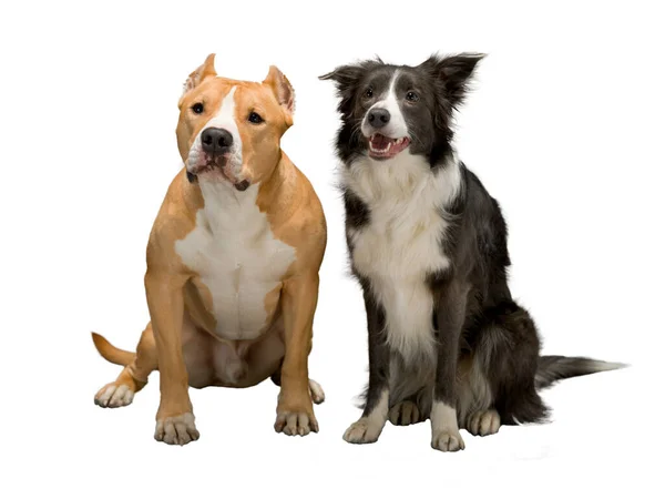 Zwei Hunde Freunde Ein Border Collie Schwarz Weiß Und Der — Stockfoto