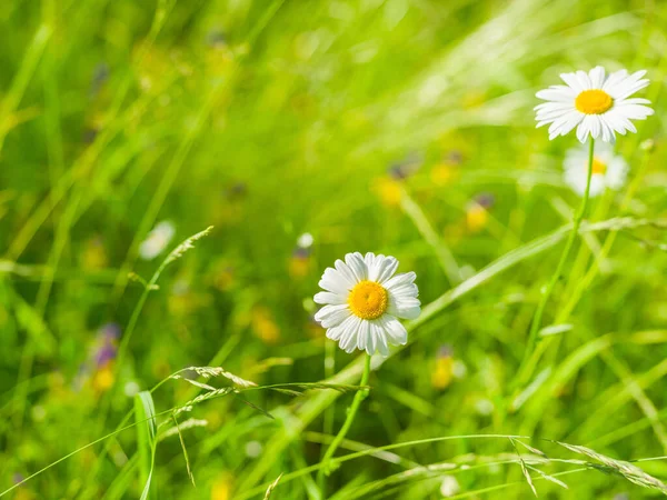 Camomile wildflowers on a background of green grass on a sunny summer day. Natural summer background