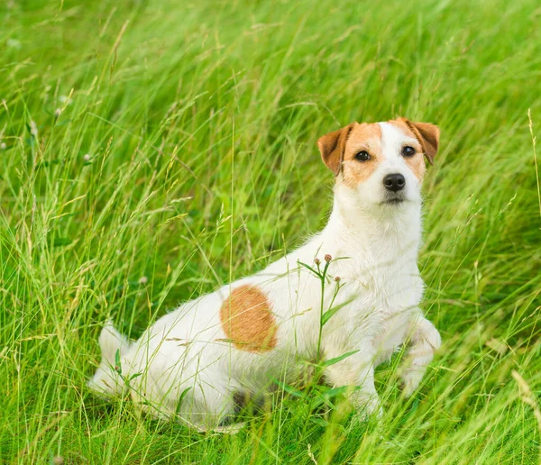 Dog Jack Russell Terrier Väntande Pose Med Sin Framtand Upp Stockbild