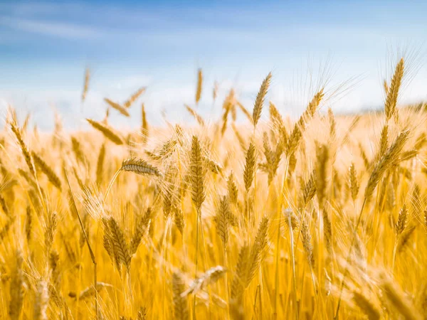 Campo Granos Amarillo Cosecha Fresca Cielo Azul Con Nubes Día — Foto de Stock