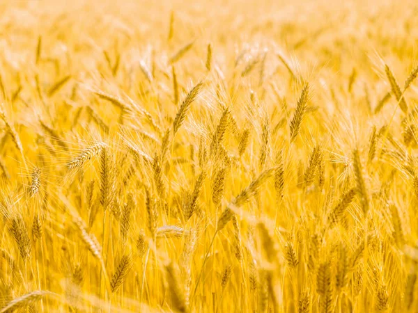 Spannmål Fält Gul Färsk Skörd Solig Dag Sommar Naturlig Bakgrund — Stockfoto