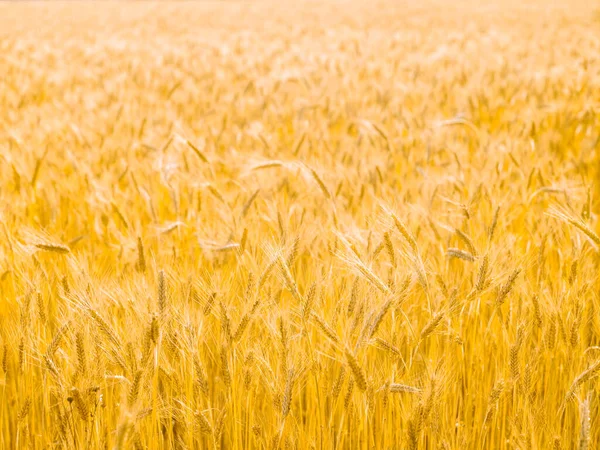 Getreidefeld Gelb Frische Ernte Sonniger Tag Sommer Natürlicher Hintergrund Landschaft — Stockfoto