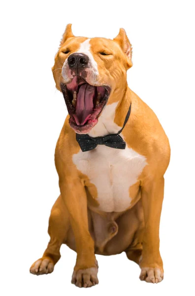 Staffordshire Terrier Hund Gelb Weiß Auf Isoliertem Weißen Hintergrund Studioleuchte — Stockfoto