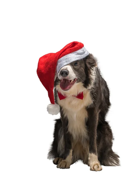 Christmas Border Collie Dog Czerwonym Kapeluszu Santa Białym Odizolowanym Tle — Zdjęcie stockowe