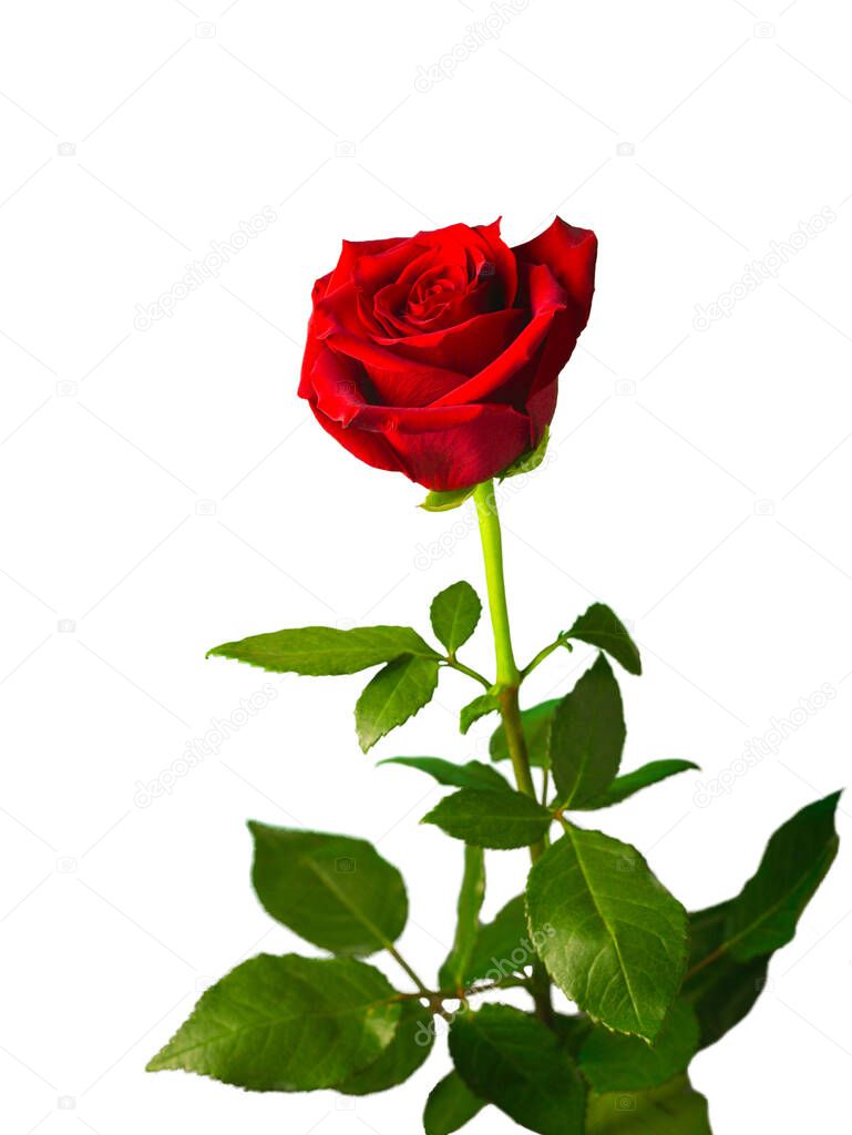 One flower of red rose on isolated white background