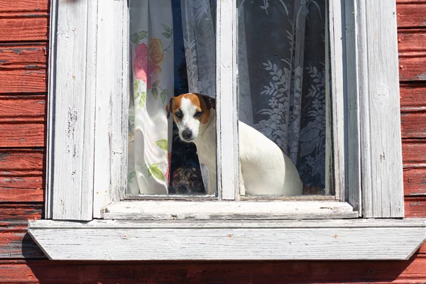 Σκύλος Jack Russell Terrier Κάθεται Στο Παράθυρο Ενός Παλιού Σπιτιού — Φωτογραφία Αρχείου