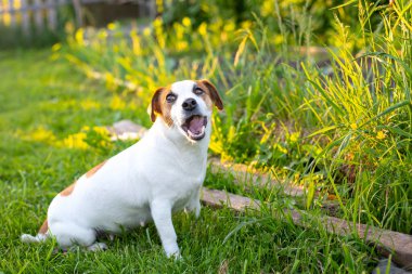 Köpek Jack Russell Terrier yeşil çimlerin üzerinde oturuyor, güneş tarafından aydınlatılıyor, gülümsüyor, ağzını açıyor, yukarı ve yana bakıyor. Komik köpek dilini çıkarmış. Köpek Günü, Evcil Hayvan Günü.