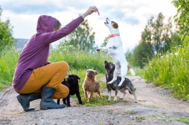 Lastik çizmeli, hardal pantolonlu ve mor kapüşonlu bir kız bir grup küçük köpeği eğitip eğitiyor. Jack Russell Terrier yemek için zıplıyor, Brüksel griffinleri ve melez duruşu.