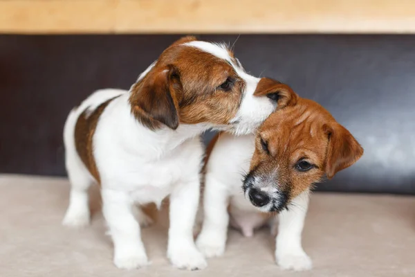 Kaksi Söpöä Pentua Jack Russell Terrier Beige Ruskealla Taustalla Koiranpentu — kuvapankkivalokuva
