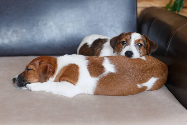罗素的小狗们睡在米色沙发上 背靠皮革 一只小狗闭上了眼睛 另一只小狗把头靠在朋友们的背上 看着摄像机 舒适的家狗日 — 图库照片