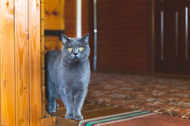 Evin ahşap duvarının köşesinden büyük, sarı gözlü bir İngiliz gri kedisi belirir. Güzel bir safkan kedi duruyor ve kameraya bakıyor. Kediler Günü, Evcil Hayvan Günü.