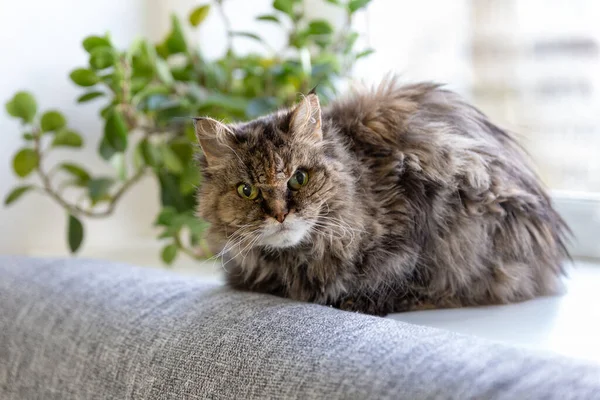一只长着绿色眼睛的非常老的灰色毛茸茸的猫躺在灰色沙发旁边的窗台上 凝视着摄像机 后面是一株绿色的家居植物 兽医学 有选择的重点 — 图库照片