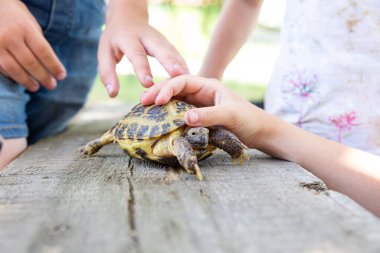 Orta Asya kara kaplumbağası tahta bir tahtanın üzerinde sürünüyor ve kameraya bakıyor. Çocuklar kaplumbağayı elleriyle kabuğundan tutup okşarlar. Evcil bir evcil hayvana bakıyorum. Egzotik hayvan, uzun yaşam..