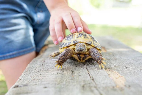 Central Asian land turtle crawls on a wooden board and looks into the camera. The child holds a turtle by the shell with his hand. Taking care of your pet. Reptile, exotic animal, longevity.