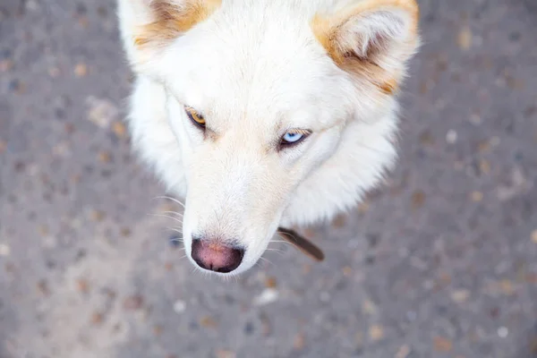 Portrait White Dog Heterochromia Close Eyes Different Colors Unusual Special — Stock Photo, Image