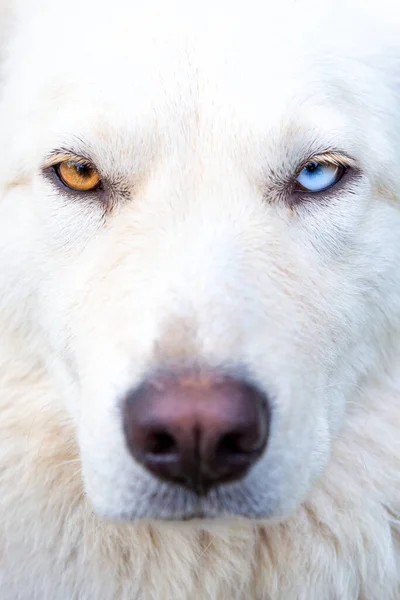 Retrato Cerca Perro Blanco Con Heterocromia Ojos Diferentes Colores Mira — Foto de Stock