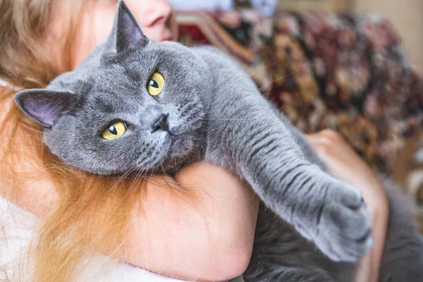 閉じるには 美しい灰色の英国の猫の女の子の腕の中で 大きな黄色の目でカメラを見て その足を伸ばしうそ ペットへの愛 猫の日 家庭の快適さ — ストック写真