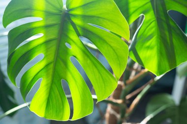 Bir tencerede duran güzel bir Monstera çiçeği pencerenin yanında yerde duruyor. Ev bahçesi. Monstera deliciosa ya da tropikal yaprak arka planında İsviçre peyniri. Şeffaflık, güneş ışığı ve gölge..