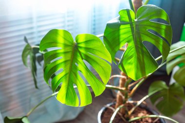 Bir tencerede duran güzel bir Monstera çiçeği pencerenin yanında yerde duruyor. Ev bahçesi. Monstera deliciosa ya da tropikal yaprak arka planında İsviçre peyniri. Şeffaflık, güneş ışığı ve gölge..