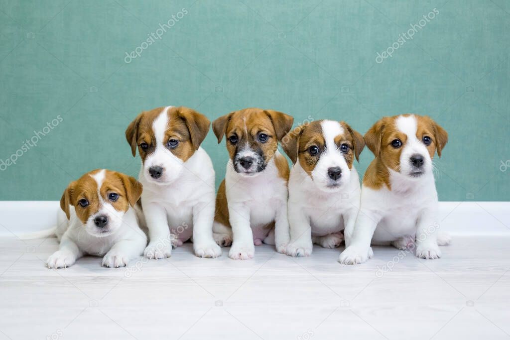 Five Jack Russell Terrier puppies sit side by side on a light floor against a green wall and look into the camera. A group of cute puppies. Day dog, day pets. Breeding dogs, breed.