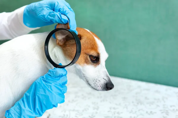 Veterinarian\'s hands in blue medical gloves close up. A veterinarian examines the ear of a Jack Russell Terrier dog. Veterinary clinic, animal health, medicine. Copy space. Side view.