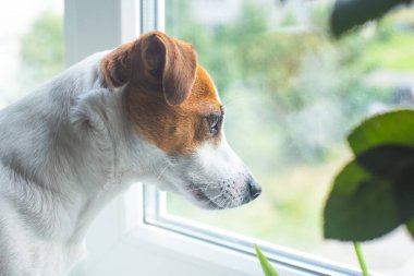 Köpek Jack Russell Terrier pencereden dışarı bakıyor. Köpek sahibini bekliyor, canı sıkkın. Bir insan dostu. Köpek kafası profildeki portreyi kapatır. Köpeklerin günü, evcil hayvanların günü.
