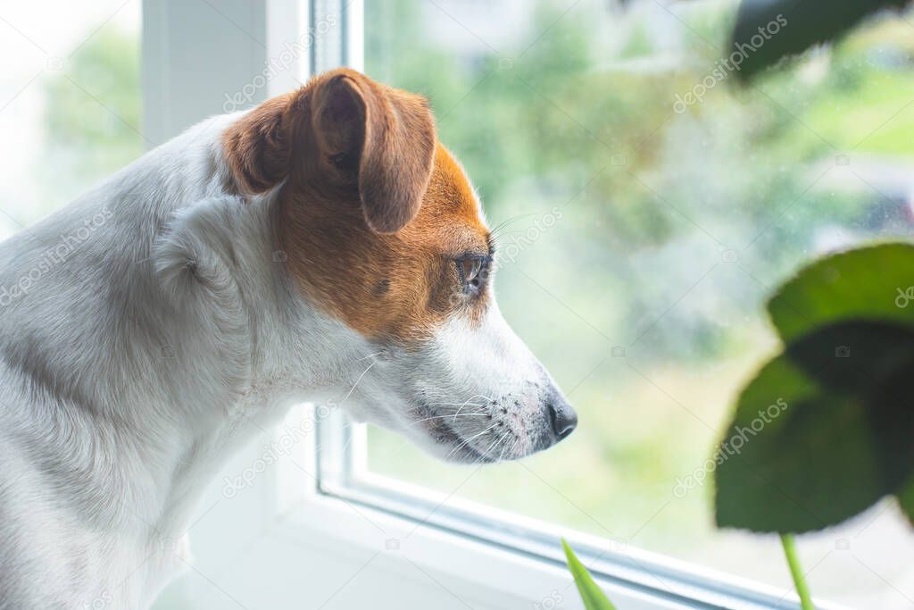 Dog Jack Russell Terrier looks out the window. The dog is waiting for the owner, bored. Friend of human. Dog head close up portrait in profile. Day of dogs, day of pets.