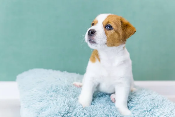 Cute Jack Russell Terrier Filhote Cachorro Senta Travesseiro Fofo Azul — Fotografia de Stock
