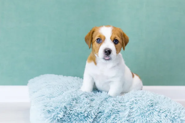 A cute Jack Russell Terrier puppy sits on a blue fluffy pillow on a green background, looks at camera, stuck out his tongue. Pet care concept, love for animals. Pedigree dogs, breeding. Day of dogs