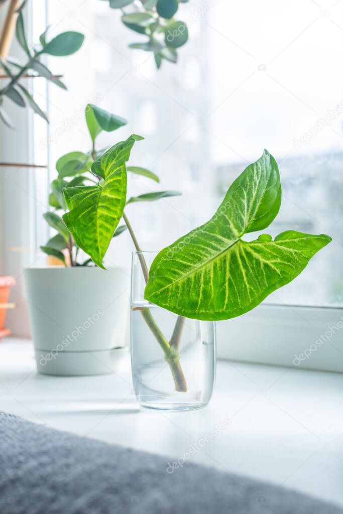 A branch of a houseplant syngonium in a glass of water on the window. Houseplant care concept, flower transplant. Home garden, eco, comfort, flowers in the interior.