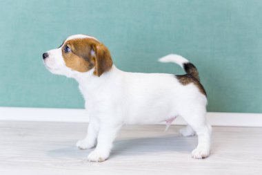 Kahverengi benekli güzel beyaz bir Jack Russell Terrier köpeği bir askıda duruyor, ileriye bakıyor, kuyruğunu sallıyor. Köpek eğitimi, gösteri için hazırlık. Köpeklerin günü, evcil hayvanların günü.