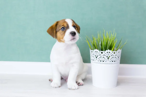 Lindo Cachorro Branco Jack Russell Com Orelhas Castanhas Senta Olha — Fotografia de Stock