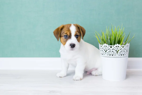 Kahverengi Kulaklı Güzel Beyaz Köpek Yavrusu Jack Russell Terrier Yeşil — Stok fotoğraf