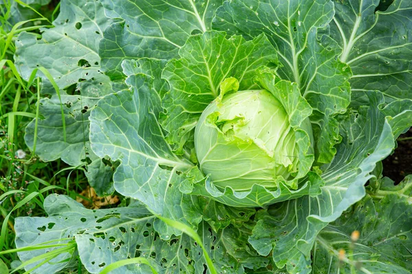 Primo Piano Cavolo Bianco Mangiato Parassiti Concetto Controllo Dei Parassiti — Foto Stock