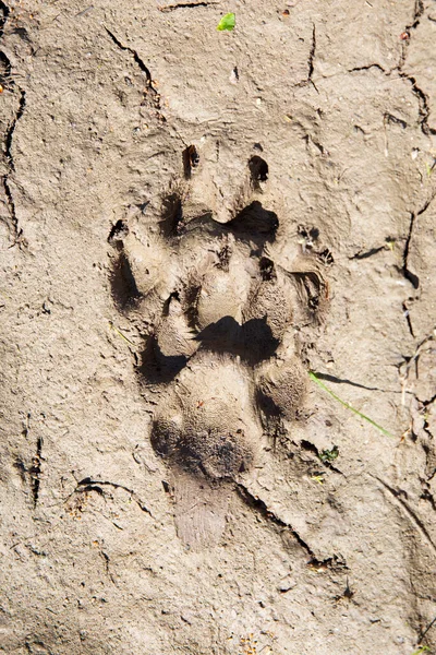 The footprint of an animal, dog, wolf on the ground, soil. Minimalism concept.