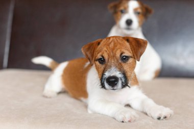 İki sevimli Jack Russell Terrier yavrusu. Hayvanlar için aşk, köpek günü.