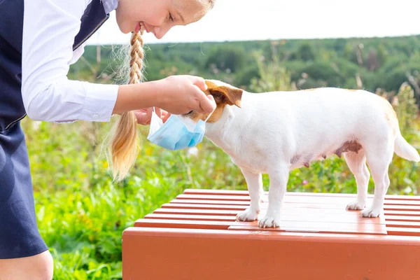 Girl in a blue school uniform puts a medical mask on a white Jack Russell dog. Concept new normal, virus protection. Taking care of pets