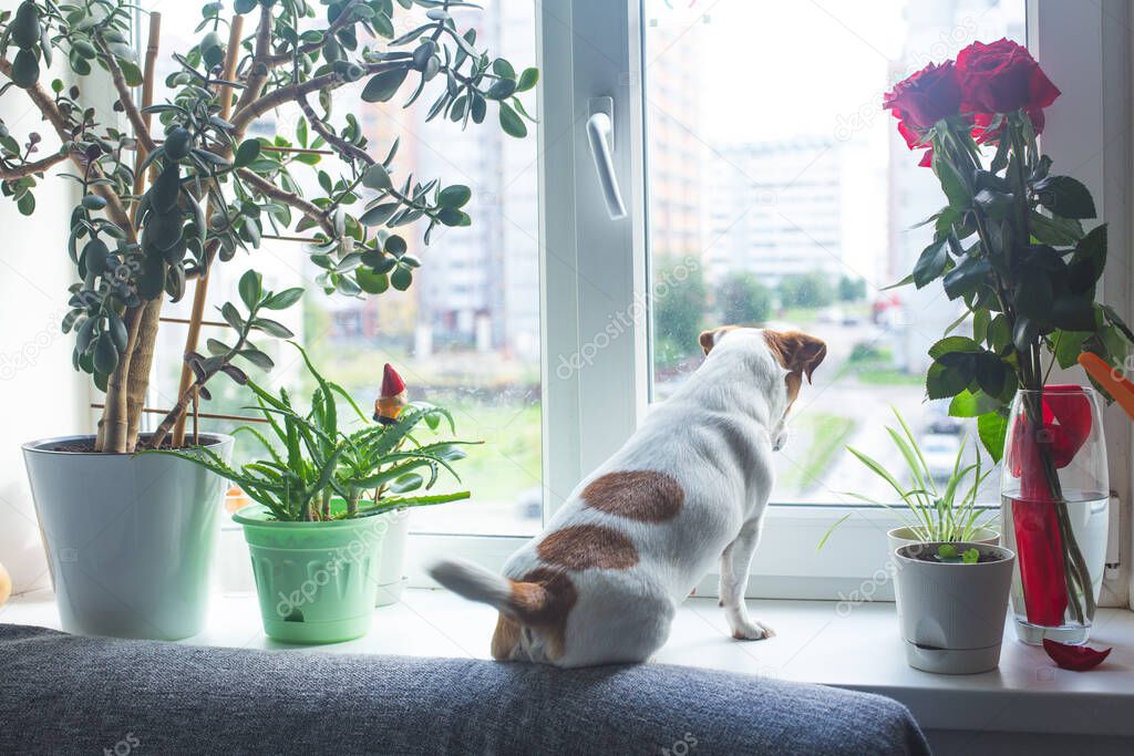 A dog Jack Russell sits on a windowsill next to the houseplants and looks out the window, wags its tail, waiting for an owner. Pets, dog day, pet day