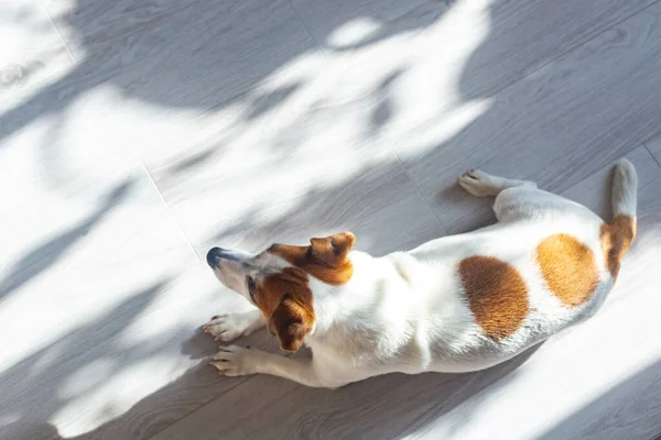 Dog Jack Russell encontra-se em um piso branco, banhando-se ao sol, vista superior. Jogo de luz e sombra. Conceito de minimalismo. — Fotografia de Stock