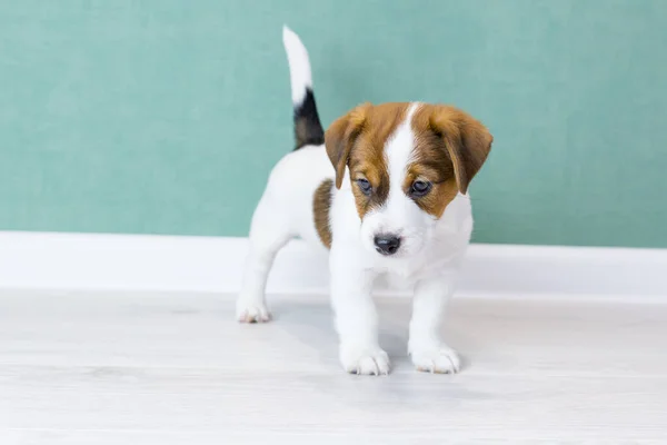 Um cachorro de Jack Russell de pé, olhando para baixo para o lado, contra o fundo de uma parede verde. Treinamento de cães. Dia dos cães — Fotografia de Stock