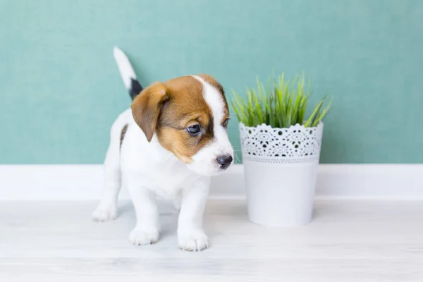 子犬のジャック・ラッセルが立って、緑の壁を背景に目を背けている。白い鍋に人工植物。犬の日. — ストック写真