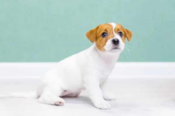 Um lindo cachorro branco de Jack Russell Terrier se senta, olhando para cima, contra o fundo de uma parede verde. Treinamento de cães. — Fotografia de Stock