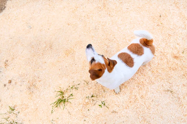 등에 오렌지색 반점이 있는 흰 개 잭 러셀이 모래나 톱밥 위에 서서 고개를 들었다. 미나미즘 개념. — 스톡 사진