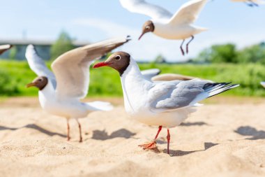Siyah başlı Gull, River Gull, Chroicocephalus ridibundus. Kumsalda bir grup kuş. Nehir kıyısı. 