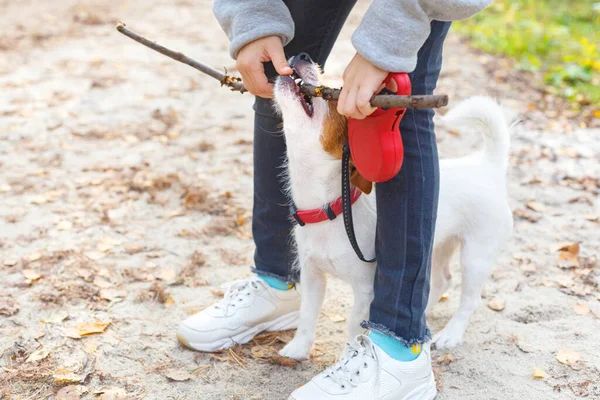 Il cane toglie il bastone al bambino in jeans e scarpe da ginnastica bianche. Passeggiata autunnale con il cane lungo il vicolo, gioco. — Foto Stock