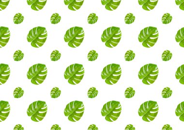 Beyaz arka planda izole edilmiş tropikal yeşil canavar yapraklı kusursuz desen. Canavar lezzeti..