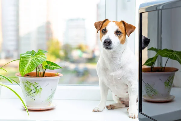 Cão Lindo Jack Russell Terrier Senta Janela Lado Uma Planta — Fotografia de Stock