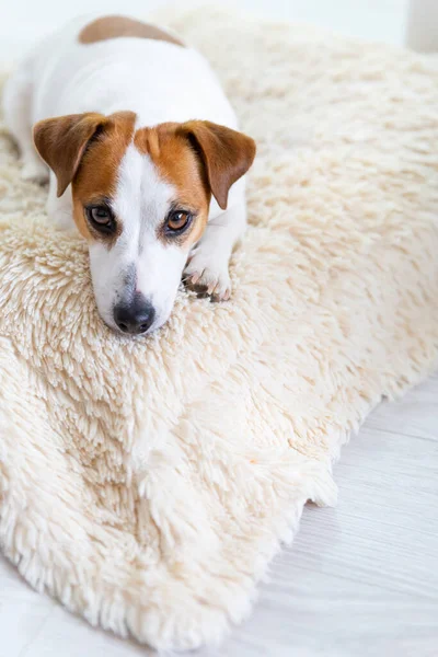 美しい犬のジャック ラッセル テリアは 胃の上のふわふわの毛布の上に床に横たわり 前方に足を伸ばし カメラを見ています 茶色の目黒い鼻 犬の日 ペットの日 — ストック写真
